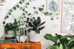 Apartment friendly plants